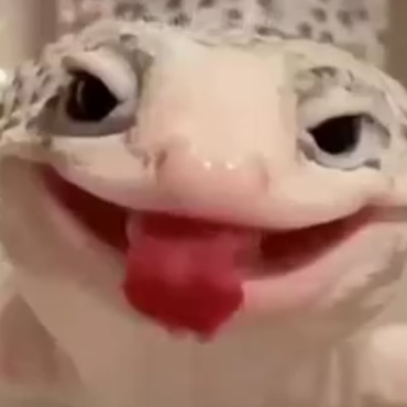 GEKO Details